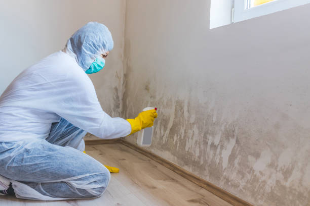 Licensed Black Mold Removal service in Belford, NJ - WQB Mold Removal
