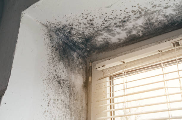 Affordable Black Mold Removal solutions in Belford, NJ